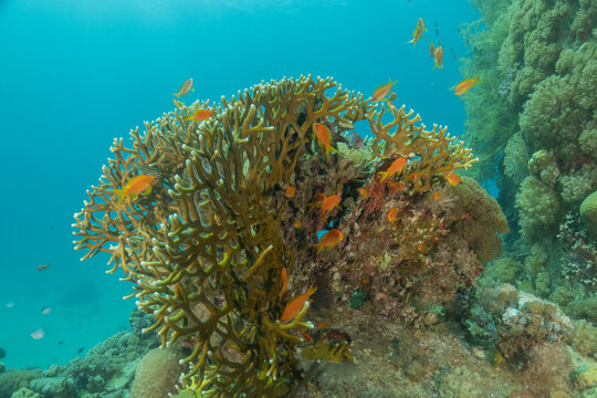 Coral reef and water plants in the Red Sea, Eilat Israel
