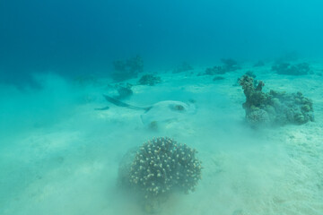 Fototapeta premium Blue-spotted stingray On the seabed in the Red Sea Eilat, Israel 