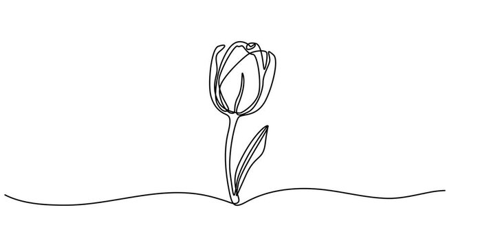 Self drawing animation with one continuous line draw, the appearance of tulip flower bouquet, wall decoration ornament. Full length single line animation, spring flowers graphic animation. Alpha pro.