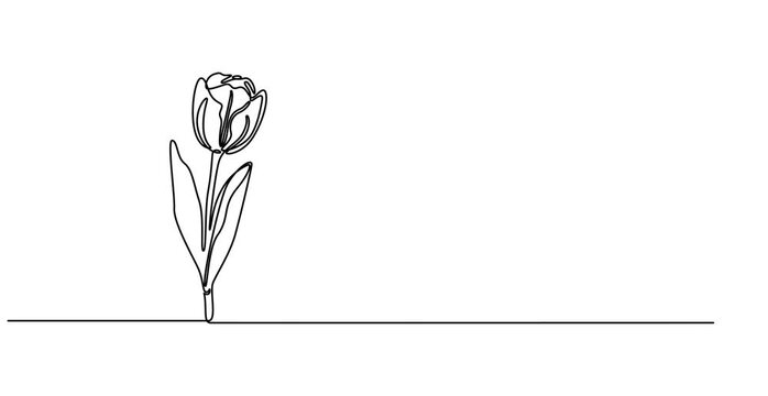 Self drawing animation with one continuous line draw, the appearance of tulip flower bouquet, wall decoration ornament. Full length single line animation, spring flowers graphic animation. Alpha pro.
