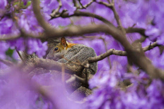 Squirrel on jacaranda tree with purple blossoms, capturing urban wildlife in spring with vibrant floral background and natural behavior.