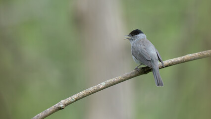Obraz premium Blackcap Singing