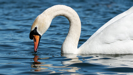 swan on the water © Aaron