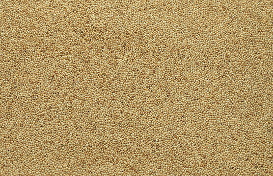 Dry amaranth grains in big pile on table close up. Large amount of yellow amaranth grains