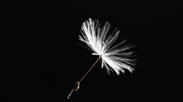Ephemeral Beauty: A delicate dandelion seed takes flight against a dark backdrop, its intricate details beautifully highlighted. 