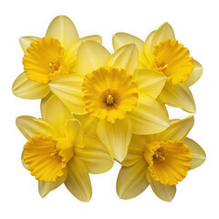 Obraz premium Bright yellow daffodils bouquet with green leaves isolated on transparent background
