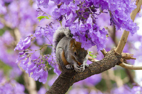 Squirrel on jacaranda tree with purple blossoms, capturing urban wildlife in spring with vibrant floral background and natural behavior.