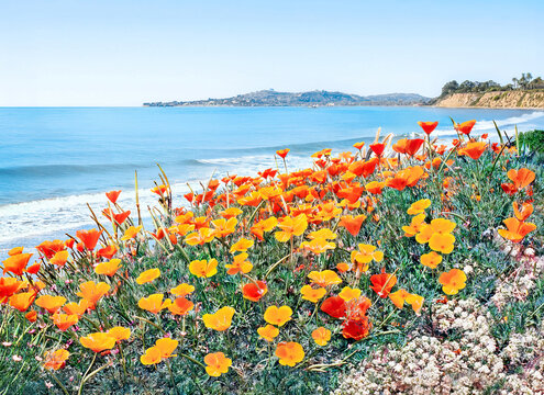 California Poppy Flowers along the coast of Santa Barbara