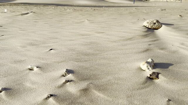 Sandy beach with rocks. Wind blowing away the sand