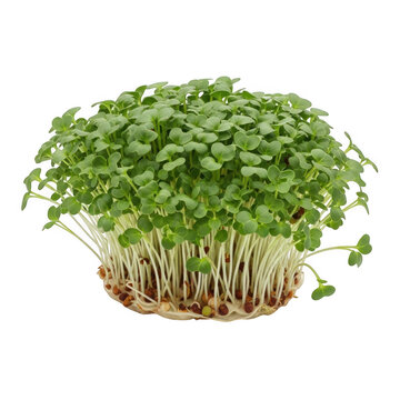 Fresh microgreens growing in a small white container for healthy eating and gardening