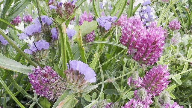Limonium, Statice, Kermek and Clover blooming on the Mediterranean coast of Israel near the sea