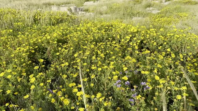 Dense green meadow with tiny white and yellow wildflowers blooming together alongside Paronychia argentea (silver nailroot) on the Israeli Mediterranean coast