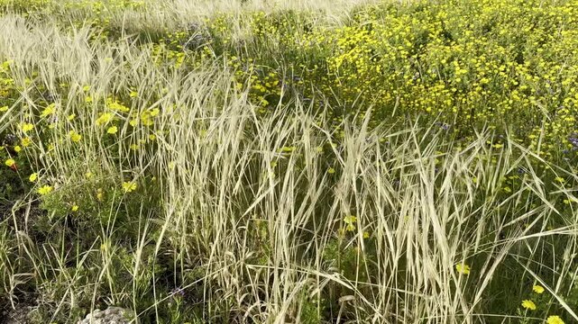 Lysimachia barystachys and Verbesina encelioides with wild oats and grasses under a cloudy blue sky in the spring Mediterranean