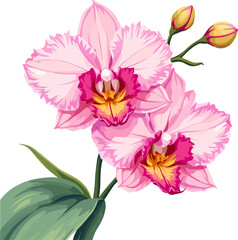 Obraz premium Pink and white orchid flowers with buds isolated on white background, tropical phalaenopsis orchid botanical illustration, floral clipart