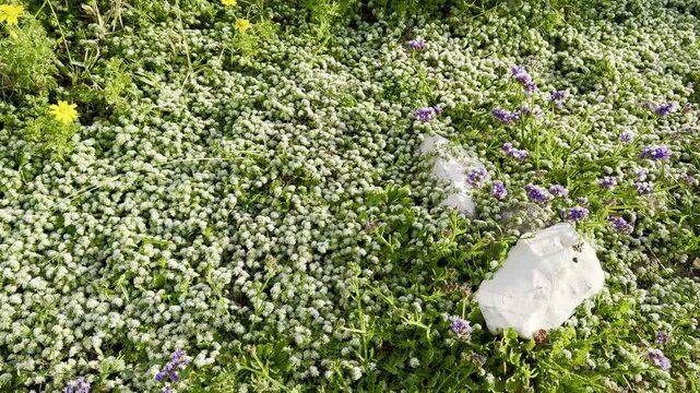 Field of Paronychia argentea (silver nailroot) blooming on the Mediterranean coast of Israel near the sea