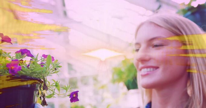 Vertical video: Gardener lifting pot, tilting and checking purple blooms amid greenhouse overlays