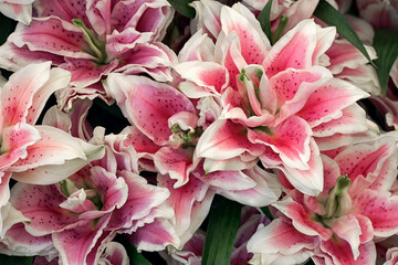 Fototapeta premium Close up of flowers of Lilium 'Samantha' in summer