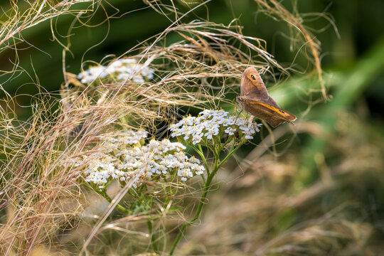 A butterfly pollinating the Perennial yarrow white flower in a summer garden.