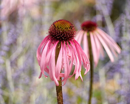 Close up of Echinacea pallida flowers in a garden border in summer