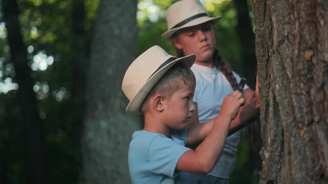 Explorer girl uses magnifier beside boy. Nature observed in forest. Child works together on tree. Investigation becomes scientist routine. Magnifier helps student duo learn outdoor forest structure.