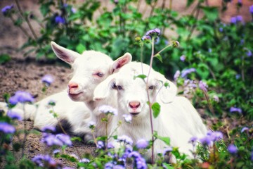 Fototapeta premium Two baby goats resting together in a peaceful meadow 