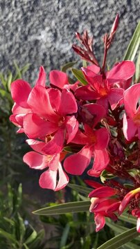 Nerium oleander with beautiful pink flowers close up in Tenerife,Canary Islands,Spain, 4K.
