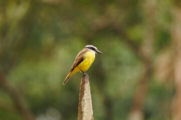 yellow billed hornbill © Claudinei