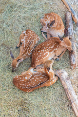 Obraz premium Spotted fallow Deer's lays down on the ground in contact zoo.