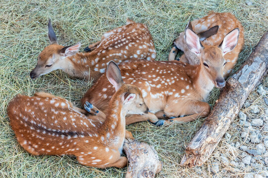 Spotted fallow Deer's lays down on the ground in contact zoo.