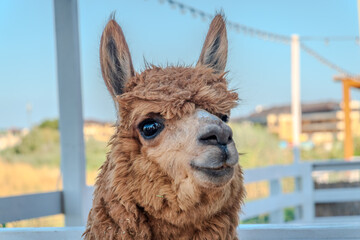 Fototapeta premium Close-up of a brown alpaca, showing its face and woolly neck.