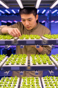 Man gardener working with freshness vegetable