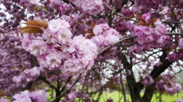 Deep Pink Prunus Kanzan Cherry Blossoms in Calthorpe Park, Birmingham.
A vibrant close-up shot of multi-layered, deep pink double-bloom cherry blossoms, known as Prunus 'Kanzan' or Yaezakura.