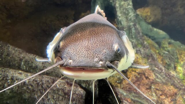 Close-up portrait of a large redtail catfish swimming towards the camera in a freshwater aquarium.