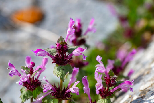 Lamium amplexicaule, commonly known as henbit dead-nettle, is a species of Lamium native to most of Europe, Asia and northern Africa. The specific name refers to the leaves, which are amplexicaul.Lami