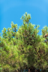Fototapeta premium Green pine tree with long needles on a background of blue sky. Freshness, nature, concept. Pinus pinea