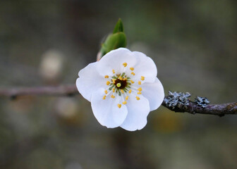 Obraz premium A single white flower with yellow stamens blooms on a bare branch. The background is softly blurred, highlighting the delicate details of the blossom.