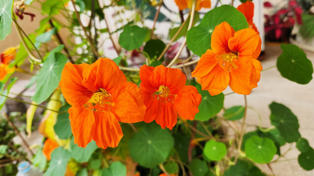 Garden Nasturtium (Tropaeolum majus) is a South American ornamental plant with bright funnel-shaped orange, yellow, or red flowers and round edible leaves, widely grown in gardens.