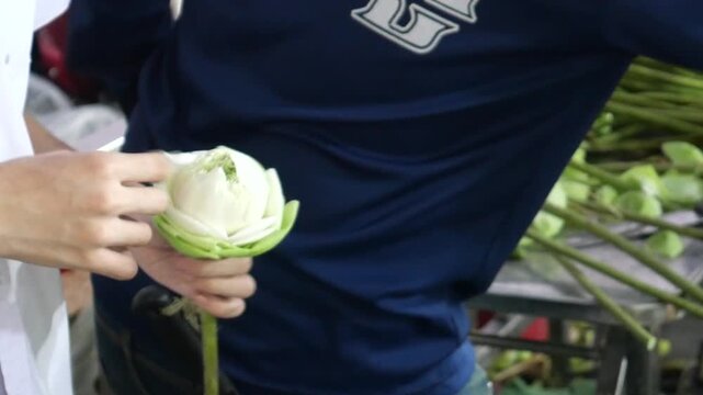 Folding lotus petals to arrange into lotus bouquets. Taking photos with a lotus bouquet is currently trendy among Thai Gen Z.