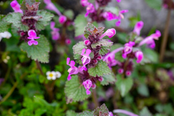 Obraz premium Lamium amplexicaule, commonly known as henbit dead-nettle, is a species of Lamium native to most of Europe, Asia and northern Africa. The specific name refers to the leaves, which are amplexicaul.Lami