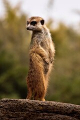 Fototapeta premium Meerkat Standing Alert on Rock Wildlife Animal Portrait