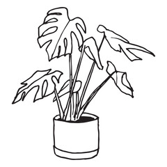 Monstera deliciosa doodle illustration, hand drawn potted tropical houseplant sketch with split leaves in cylinder pot, outline vector icon isolated on white background for home decor design. © Evgeniya Platonova