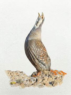 A watercolor illustration of a Caspian snowcock (Tetraogallus caspius) looking up from a rocky outcrop.
