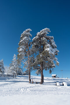 The beginning of the ski slope on Tornik, the highest peak of Mount Zlatibor in Serbia.  Winter landscape.