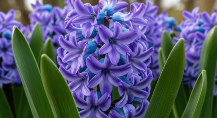 Vibrant purple hyacinth flowers blooming among green leaves