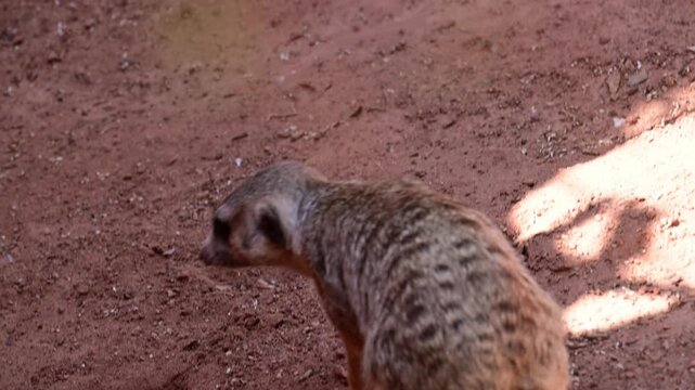 A CLOSE LOOK AT A MEERKAT IN ITS HABITAT.