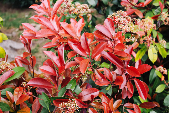 Red leaves plant closeup in garden. Seasonal foliage with vibrant colors and natural botanical detail in outdoor environment showing autumn vegetation decorative plants and horticulture concept.