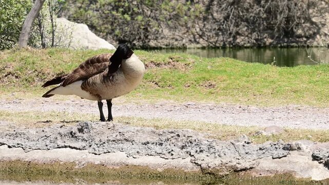 CANADIAN GOOSE PRETENDING ITSELF WITH ITS BEAK