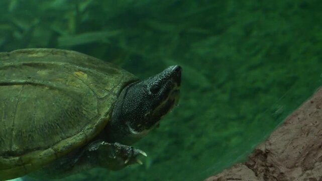 Close-up of a turtle lizard swimming in the water.