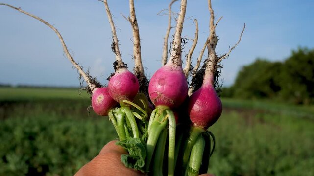 Freshly harvested ripe radishes in a farmer's hands against a green field background. Concept of organic vegetable growing, agriculture, and healthy natural food. Harvest season, farm work, and fresh