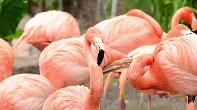 Flamingo preening itself with its beak